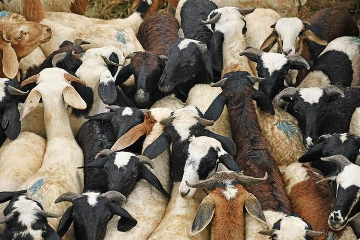bakrid